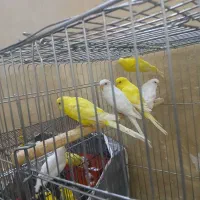 مرغ عشق هلندی|پرنده|اهواز, سخیریه|دیوار