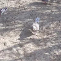 جفت جوجه ابلق قهوای و ابلق زرد|پرنده|زهک, |دیوار