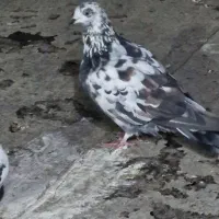 کبوتر پرشی|پرنده|ساری, |دیوار