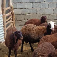 بز غاله بره میش|حیوانات مزرعه|داران, |دیوار