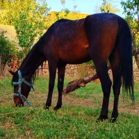 فروش اسب نر ترکمن اصیل