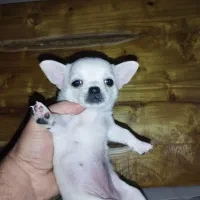 سایز جیبی|سگ|شیراز, انجیره|دیوار