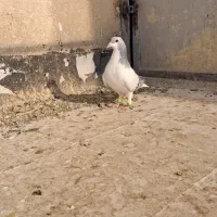 بدرنگ کبود نر|پرنده|دشتابی, |دیوار