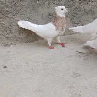 طوقی اجری وسرکه ی خفت