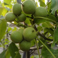 فروش نهال گردو چندلر|خدمات باغبانی و درختکاری|ساری, |دیوار