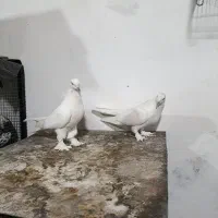 کبوتر سفید گلی