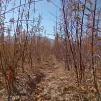 تولید و عرضه نهال بادام اصلاح شده مرودشت|خدمات باغبانی و درختکاری|مرودشت, ثبت احوال|دیوار