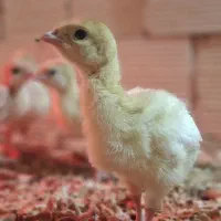 جوجه یک روزه بوقلمون بیوتی ۶ زرین/بوقلمون/یک روزه