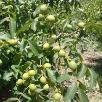 تولید و عرضه نهال گردو چندلر|خدمات باغبانی و درختکاری|بروجن, |دیوار