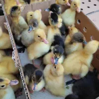 مجتمع کامل طیورتهران اردک جوجه محلی رنگی گوشتی|حیوانات مزرعه|اهواز, مهرشهر|دیوار