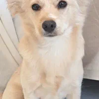 واگذاری سگ اشپیتز|سگ|اصفهان, شفق|دیوار