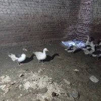 ۱۰عدد غاز سرحال|حیوانات مزرعه|بروجرد, |دیوار