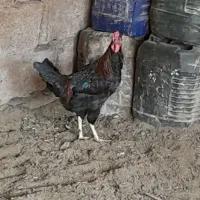 خروس چهل تاج