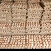 فروش تخم‌مرغ 100درصد محلی و تازه نژاد گلپایگانی