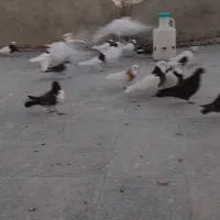 کبوترها طوقی تک پر|پرنده|لالجین, |دیوار