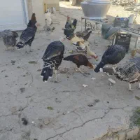 مرغ و خروس|حیوانات مزرعه|نورآباد, |دیوار