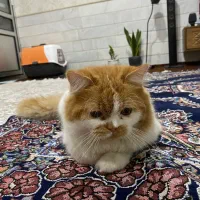 گربه نر بریتیش|گربه|قم, انصارالحسین|دیوار