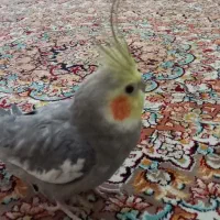 عروس هلندی نر|پرنده|اسلامشهر, مظفریه|دیوار