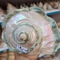 فروش انواع صدف و حلزون های زیبا