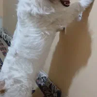 سگ تریر|سگ|فولادشهر, A2|دیوار