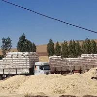 فروش کاه دیم بار ۳ تریلی