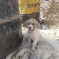 توله سگ نگهبان