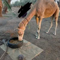 لوک فروشی، مخصوص برای بگ