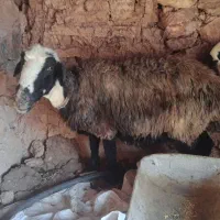‌میش‌افشاری