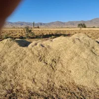 کاه لوبیا چتی|عمده‌فروشی|ماهدشت, |دیوار