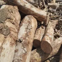 خرید ضعایت نجاری و درخت وهیزم