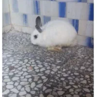 خرگوش ها نره وماد ،۱ساله وچند ماه قیمت دونه۳۰۰هزار