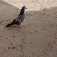 4تا کفتر پرشی