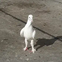 کفتر|پرنده|باسمنج, |دیوار