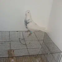 کبوتر دوتا نر|پرنده|بردسکن, |دیوار