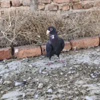پرنده،پلنگ