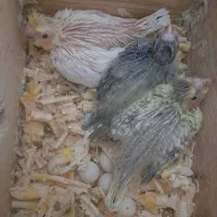 فروش تخم عروس نطفه دار عروس هلندی ده تا موجوده