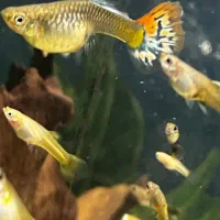 ماهی گوپی|ماهی|تهران, شمیراننو|دیوار