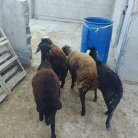 ۴ راس بره ماده زیرقوچی جنس بالا