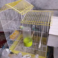 مرغ عشق|پرنده|بیرجند, |دیوار