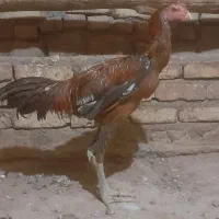 جوجه خروس لاری|حیوانات مزرعه|تربت جام, پاسداران|دیوار