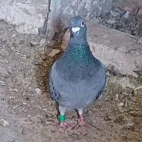 یکجفتمسافتیتضمینهمهچیدوستانارزشبالا|پرنده|قائن, |دیوار