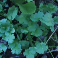 انواع محصولات و سبزیجات خشک و بسته بندی شده خانگی