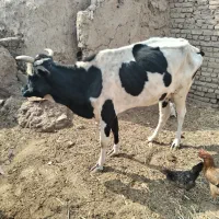 گاو|حیوانات مزرعه|سرخس, |دیوار