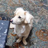 سگ اپارتمانی نژاد پامر اشپیتز.