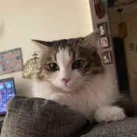 واگذاری رایگان بچه گربه