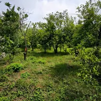 فروش زمین ۲۲۰۰ متری باغی ،گلخانه،طبیعت/آناملک|فروش زمین و ملک کلنگی|رشت, منظریه|دیوار