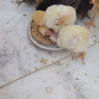 جوجه و مرغ و خروس لاری