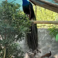 طاووس هندی ومصری|پرنده|محمودآباد, |دیوار