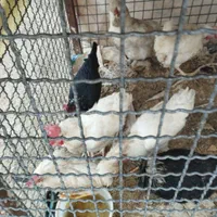 پرنده فروشی طوطیو|پرنده|شهرکرد, |دیوار