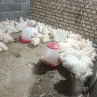 مرغ گوشتی زیر قیمت بازار